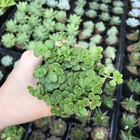 SEDUM VẢY CÁ XANH